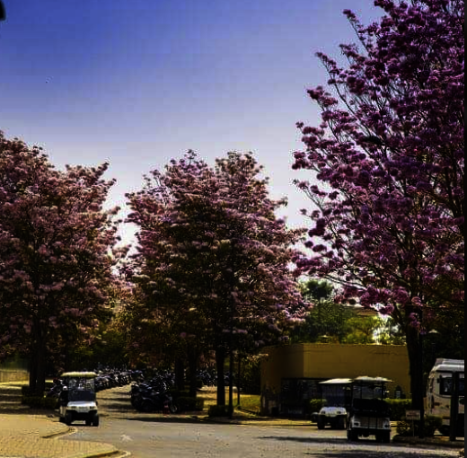 Nikoo Homes 8 tree-lined boulevard